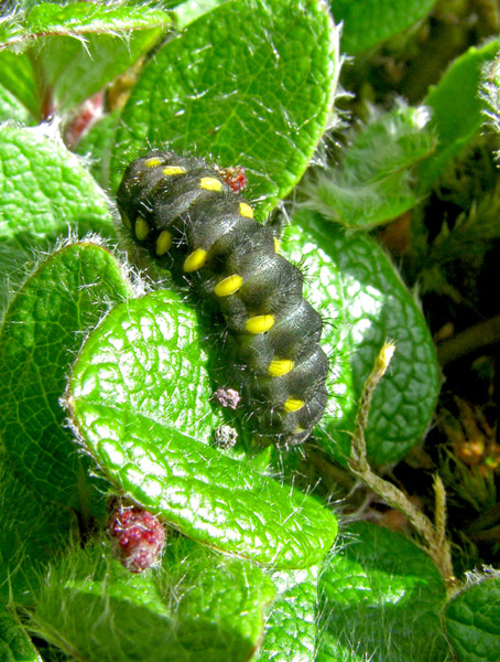 Identificazione  bruco